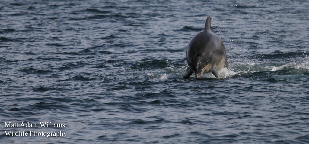 1813, common dolphin, Isle of Mull